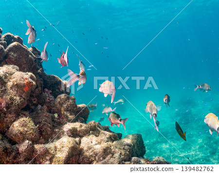 Schools of goatfish, damselfish, sea bream, and other species. Hirizo Beach, Nakagi, Minamiizu Town, Shizuoka Prefecture, Izu Peninsula - 2025 Schools of goatfish, damselfish, sea bream, and other species. Hirizo Beach, Nakagi, Minamiizu Town, Shizuoka Prefecture, Izu Peninsula - 2025 139482762