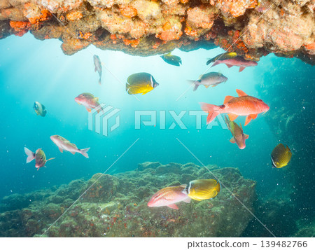 成群的羊魚、雀鯛、鯛魚和其他魚類。伊豆半島靜岡縣南伊豆町中木町鰩藏海灘 - 2025 成群的羊魚、雀鯛、鯛魚和其他魚類。伊豆半島靜岡縣南伊豆町中木町鰩藏海灘 - 2025 139482766