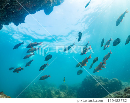 Schools of goatfish, damselfish, sea bream, and other species. Hirizo Beach, Nakagi, Minamiizu Town, Shizuoka Prefecture, Izu Peninsula - 2025 139482782