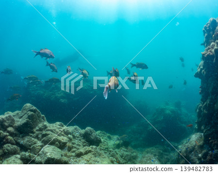 Schools of goatfish, damselfish, sea bream, and other species. Hirizo Beach, Nakagi, Minamiizu Town, Shizuoka Prefecture, Izu Peninsula - 2025 139482783