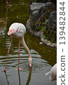 Flamingos in the pond 139482844