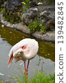Flamingos in the pond 139482845