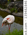 Flamingos in the pond 139482846
