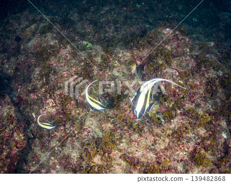 獨角魚、雀鯛等。靜岡縣伊豆半島南伊豆町中木町的Hirizo海灘 - 2025,日本頂級浮潛地點之一。 獨角魚、雀鯛等。靜岡縣伊豆半島南伊豆町中木町的Hirizo海灘 - 2025,日本頂級浮潛地點之一。 139482868