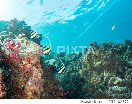 獨角魚、雀鯛等。靜岡縣伊豆半島南伊豆町中木町的Hirizo海灘 - 2025，日本頂級浮潛地點之一。 139482872