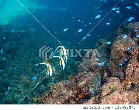 獨角魚、雀鯛等。靜岡縣伊豆半島南伊豆町中木町的Hirizo海灘 - 2025，日本頂級浮潛地點之一。 139482873
