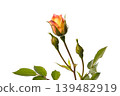 Mini roses starting to bloom 139482919