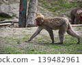 Walking Japanese monkeys 139482961