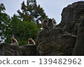 A troop of Japanese macaques on a rocky mountain. 139482962