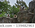 A troop of Japanese macaques on a rocky mountain. 139482963