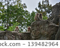 A troop of Japanese macaques on a rocky mountain. 139482964