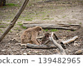 A mother and baby monkey snuggling together 139482965