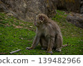Japanese macaques standing still 139482966