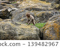 Japanese macaques walking on rocky mountains 139482967