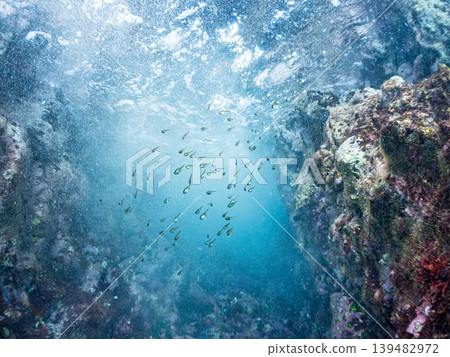 一群美麗的幼年南方豚鯛和其他魚類。伊豆半島靜岡縣南伊豆町中木町的Hirizo海灘 - 2025 139482972