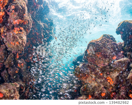 A school of beautiful juvenile Southern Cardinalfish and other fish. Hirizo Beach, Nakagi, Minamiizu Town, Shizuoka Prefecture, Izu Peninsula - 2025 A school of beautiful juvenile Southern Cardinalfish and other fish. Hirizo Beach, Nakagi, Minamiizu Town, Shizuoka Prefecture, Izu Peninsula - 2025 139482982