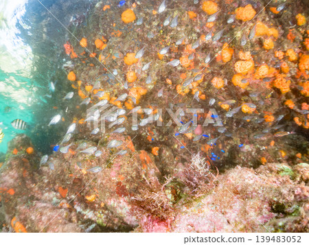 一群美麗的幼年南方豚鯛和其他魚類。伊豆半島靜岡縣南伊豆町中木町的Hirizo海灘 - 2025 139483052