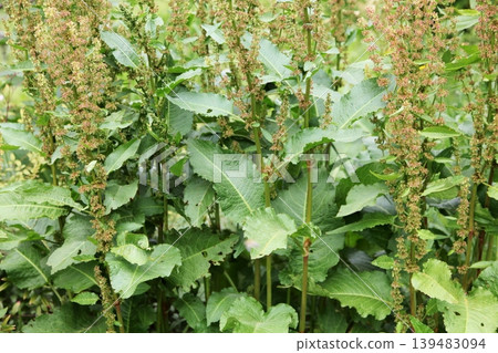 Dock plants that have produced spikes and bloomed. 139483094