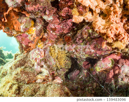 A mysterious and beautiful large starfish (starfish family). Its tentacles move in undulating motions. Nakagi Hirizo Beach, Minamiizu-cho, Kamo-gun, Izu Peninsula 139483096