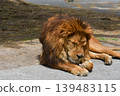Male lion waking up 139483115