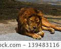 Male lion waking up 139483116