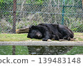 A black bear taking a nap 139483148