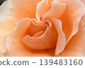 玫瑰花核心 139483160
