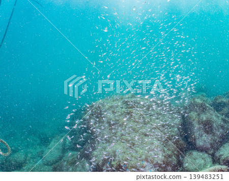 Juvenile Blackspotted Cardinalfish, Blue Damselfish, and other schools. Hirizo Beach, Nakagi, Minamiizu Town, Shizuoka Prefecture, Izu Peninsula - 2025 One of Japan's leading beaches 139483251
