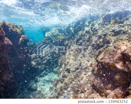 Juvenile Blackspotted Cardinalfish, Blue Damselfish, and other schools. Hirizo Beach, Nakagi, Minamiizu Town, Shizuoka Prefecture, Izu Peninsula - 2025 One of Japan's leading beaches 139483252