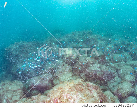 幼年黑斑豚鯛、藍雀鯛等魚群。 Hirizo海灘在靜岡縣伊豆半島南伊豆町中的木町 - 2025,日本頂級海灘之一 幼年黑斑豚鯛、藍雀鯛等魚群。 Hirizo海灘在靜岡縣伊豆半島南伊豆町中的木町 - 2025,日本頂級海灘之一 139483257