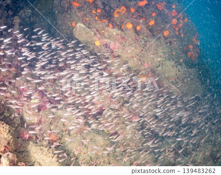 幼年黑斑豚鯛、藍雀鯛等魚群。 Hirizo海灘在靜岡縣伊豆半島南伊豆町中的木町 - 2025,日本頂級海灘之一 幼年黑斑豚鯛、藍雀鯛等魚群。 Hirizo海灘在靜岡縣伊豆半島南伊豆町中的木町 - 2025,日本頂級海灘之一 139483262