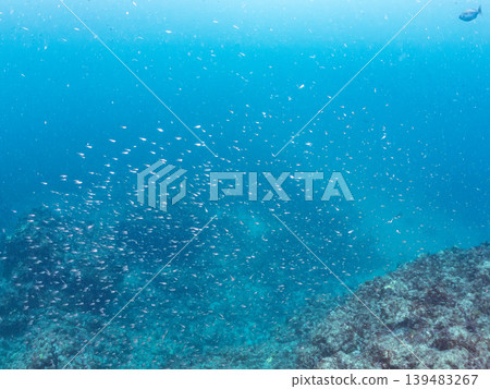 幼年黑斑豚鯛、藍雀鯛等魚群。 Hirizo海灘在靜岡縣伊豆半島南伊豆町中的木町 - 2025,日本頂級海灘之一 幼年黑斑豚鯛、藍雀鯛等魚群。 Hirizo海灘在靜岡縣伊豆半島南伊豆町中的木町 - 2025,日本頂級海灘之一 139483267