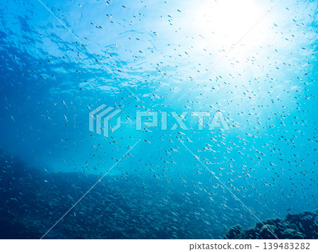 幼年黑斑豚鯛、藍雀鯛等魚群。 Hirizo海灘在靜岡縣伊豆半島南伊豆町中的木町 - 2025,日本頂級海灘之一 幼年黑斑豚鯛、藍雀鯛等魚群。 Hirizo海灘在靜岡縣伊豆半島南伊豆町中的木町 - 2025,日本頂級海灘之一 139483282