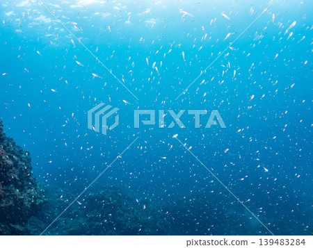 Juvenile Blackspotted Cardinalfish, Blue Damselfish, and other schools. Hirizo Beach, Nakagi, Minamiizu Town, Shizuoka Prefecture, Izu Peninsula - 2025 One of Japan's leading beaches 139483284