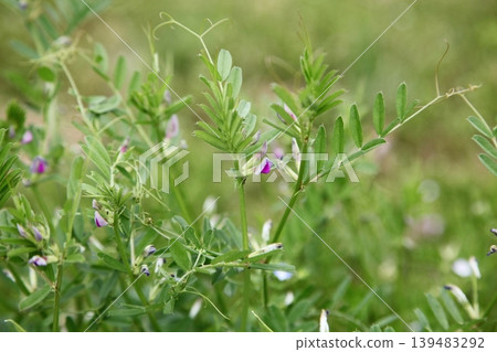 Vetch in bloom Vetch in bloom 139483292