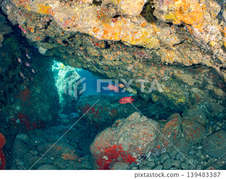 Schools of species including the spotted squirrelfish, common pinecone fish, and southern cardinalfish. Hirizo Beach, Nakagi, Minamiizu Town, Shizuoka Prefecture, Izu Peninsula - 2025 139483387