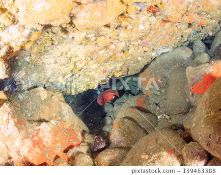 Schools of species including the spotted squirrelfish, common pinecone fish, and southern cardinalfish. Hirizo Beach, Nakagi, Minamiizu Town, Shizuoka Prefecture, Izu Peninsula - 2025 139483388