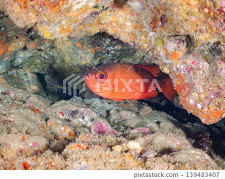 Schools of species including the spotted squirrelfish, common pinecone fish, and southern cardinalfish. Hirizo Beach, Nakagi, Minamiizu Town, Shizuoka Prefecture, Izu Peninsula - 2025 Schools of species including the spotted squirrelfish, common pinecone fish, and southern cardinalfish. Hirizo Beach, Nakagi, Minamiizu Town, Shizuoka Prefecture, Izu Peninsula - 2025 139483407