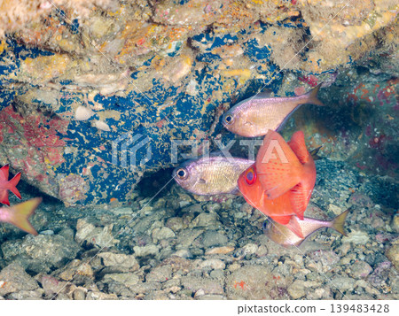 Schools of species including the spotted squirrelfish, common pinecone fish, and southern cardinalfish. Hirizo Beach, Nakagi, Minamiizu Town, Shizuoka Prefecture, Izu Peninsula - 2025 Schools of species including the spotted squirrelfish, common pinecone fish, and southern cardinalfish. Hirizo Beach, Nakagi, Minamiizu Town, Shizuoka Prefecture, Izu Peninsula - 2025 139483428