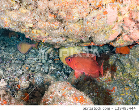 包括斑點松鼠魚、普通松果魚和南方豚鯛在內的多種魚類群。伊豆半島靜岡縣南伊豆町中木町Hirizo海灘 - 2025 包括斑點松鼠魚、普通松果魚和南方豚鯛在內的多種魚類群。伊豆半島靜岡縣南伊豆町中木町Hirizo海灘 - 2025 139483444