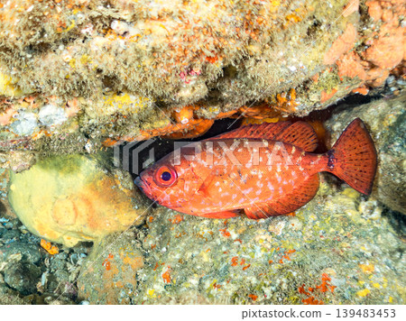 Schools of species including the spotted squirrelfish, common pinecone fish, and southern cardinalfish. Hirizo Beach, Nakagi, Minamiizu Town, Shizuoka Prefecture, Izu Peninsula - 2025 Schools of species including the spotted squirrelfish, common pinecone fish, and southern cardinalfish. Hirizo Beach, Nakagi, Minamiizu Town, Shizuoka Prefecture, Izu Peninsula - 2025 139483453