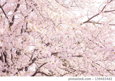 春意盎然，櫻花盛開。 139483482
