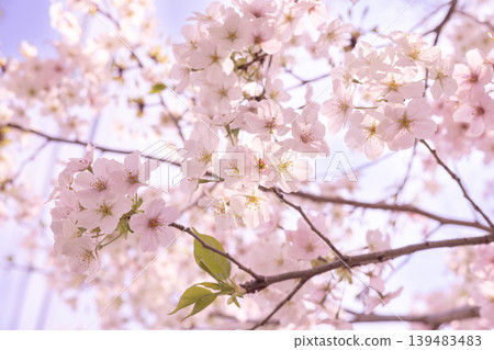 Close-up of cherry blossoms blooming in soft light 139483483