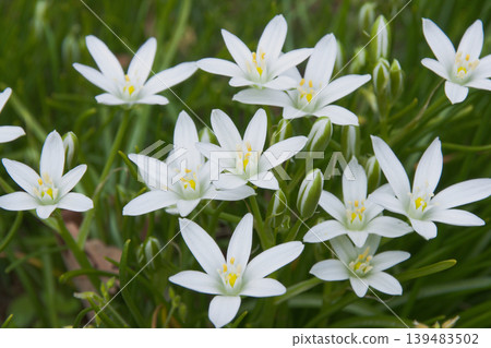 It resembles the flower of the star-of-Bethlehem, but this is Ornithogalum umbellatum. 139483502
