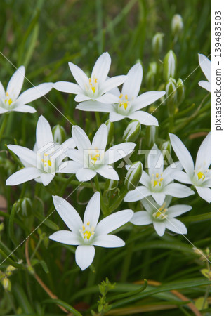 It resembles the flower of the star-of-Bethlehem, but this is Ornithogalum umbellatum. 139483503