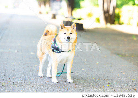 一隻散步的柴犬 139483529