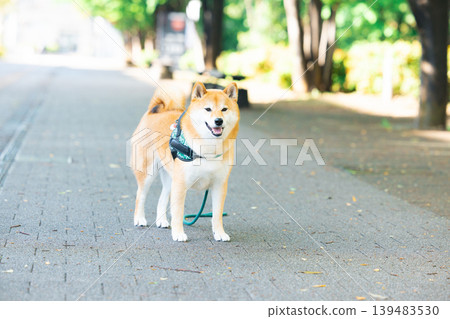 一隻散步的柴犬 139483530