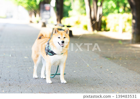 一隻散步的柴犬 139483531