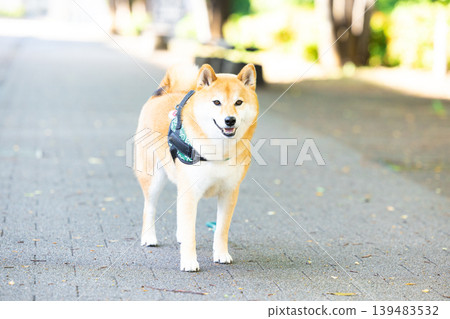 一隻散步的柴犬 一隻散步的柴犬 139483532