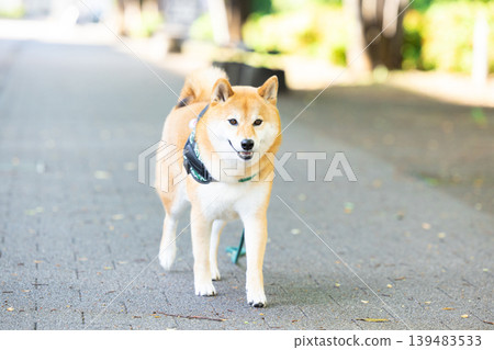 一隻散步的柴犬 139483533
